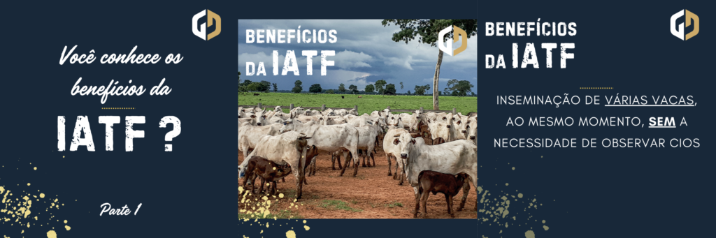 Um dos principais benefícios da IATF em bovinos é a possibilidade de inseminar várias vacas ao mesmo tempo, sem a necessidade de observar cios