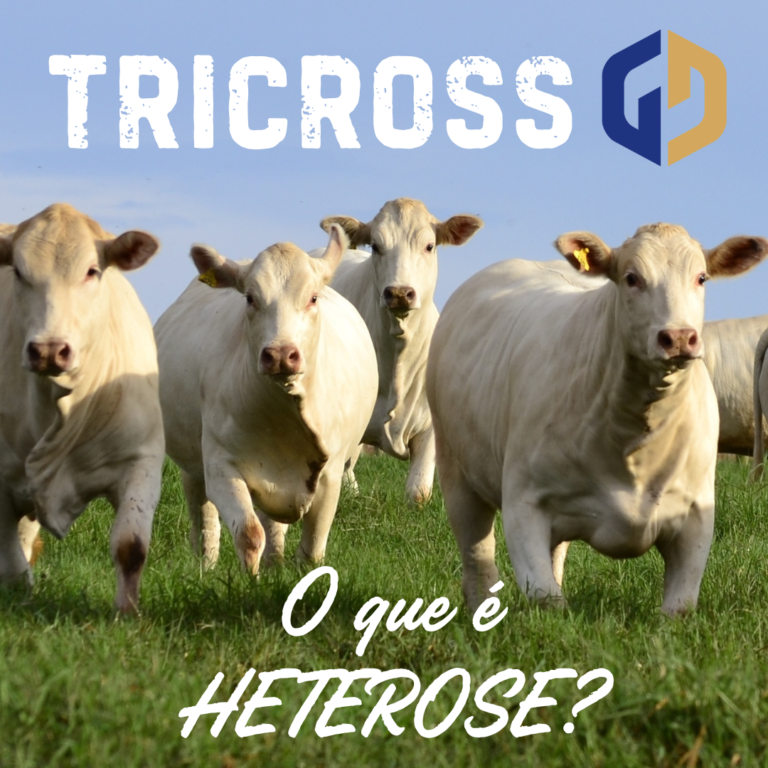 Conhecida como vigor híbrido, a heterose é o fenômeno resultante do cruzamento industrial, onde os filhos têm melhores resultados que os pais.