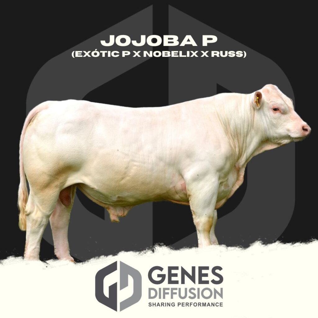 jojoba_GDbulls